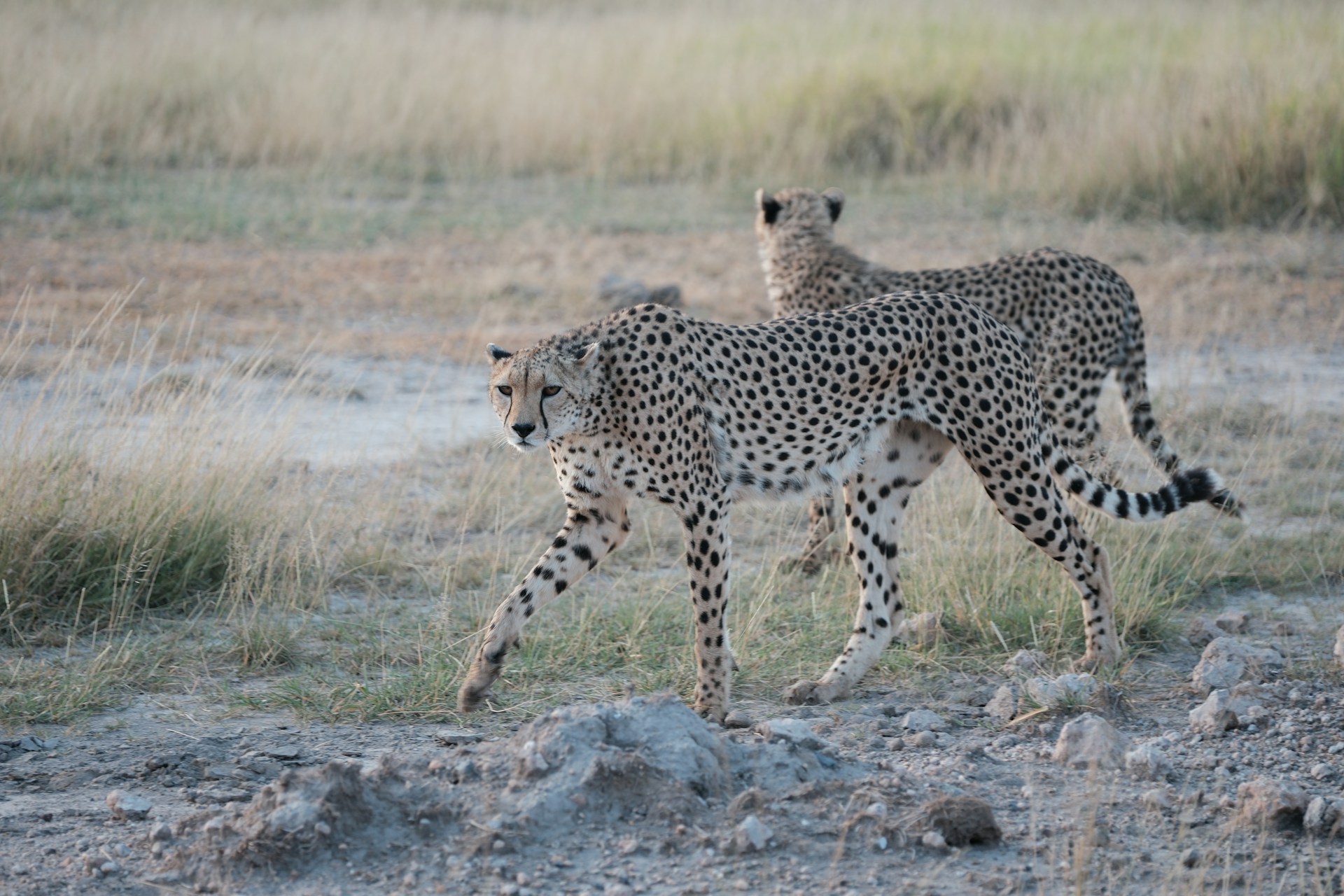 Safaris Designed Around You