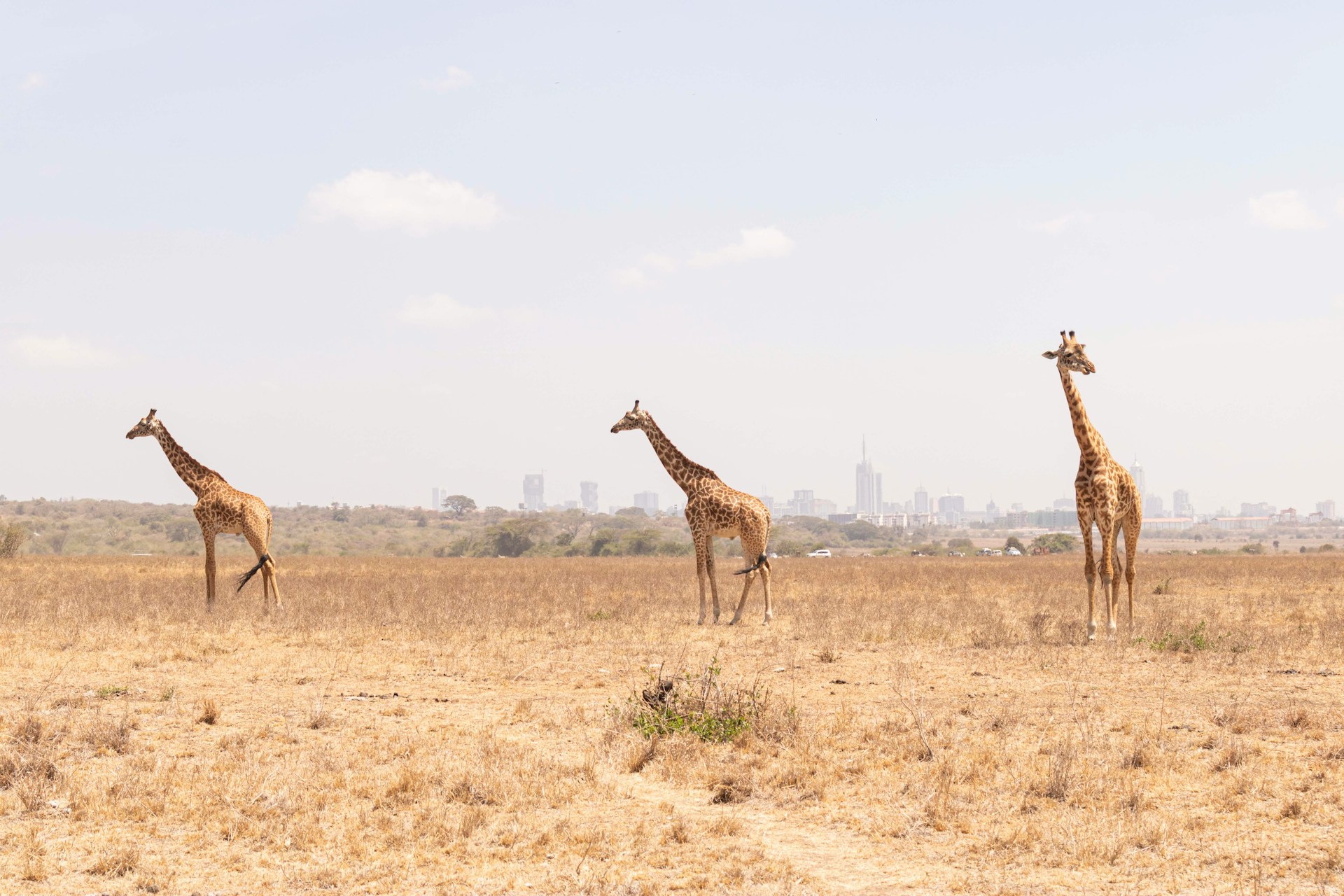 1-Day Nairobi National Park Safari