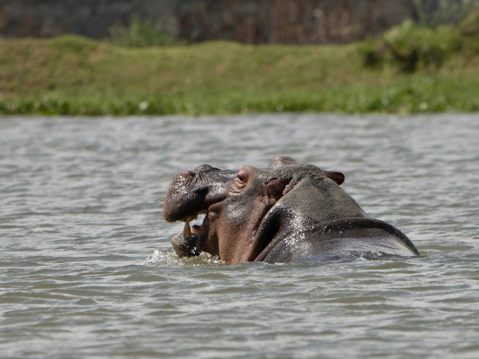 6-Day Amboseli, Naivasha & Maasai Mara Safari