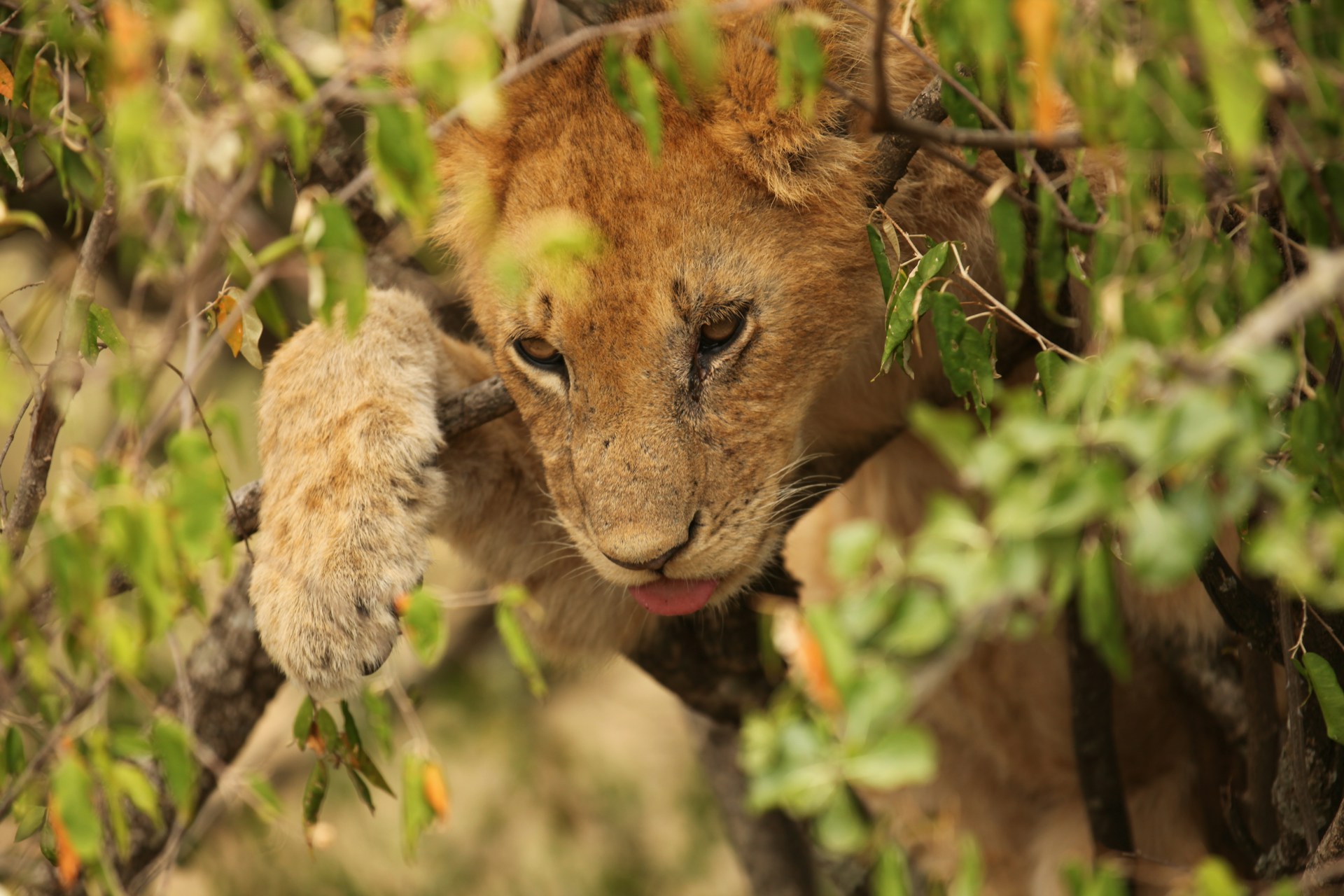 5-Day Kenya Big Five Safari
