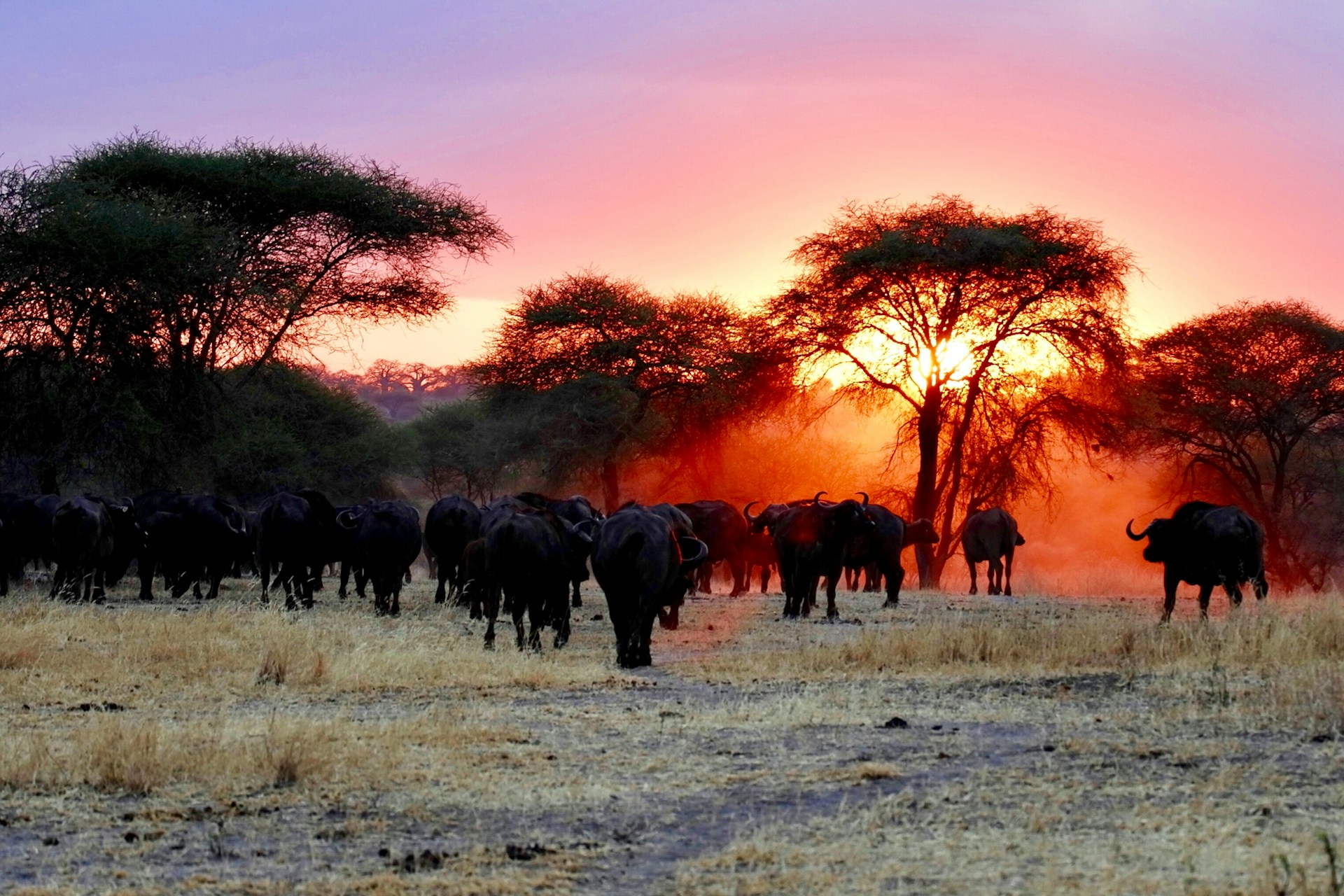 7-Day Classic Tanzania Safari